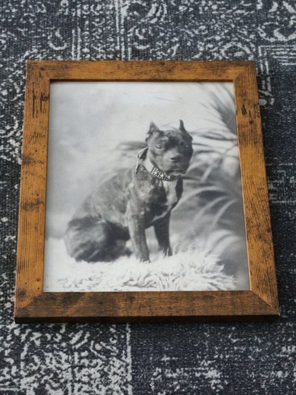 Vintage Boston Terrier Dog Portrait Photo Print 8x10 Antique Wall Decor Art